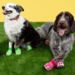 Crocs Unleashes Doggy Drip: Limited-Edition Pet Crocs